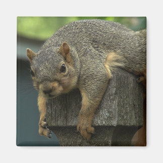 Koningin Eleonora van het Vreedzame Koninkrijk Magneet