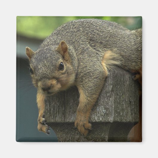 Koningin Eleonora van het Vreedzame Koninkrijk Magneet (Voorkant)