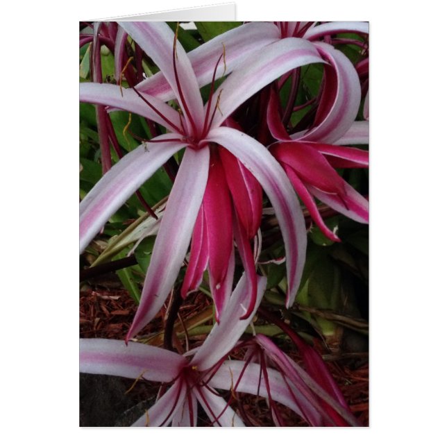 Koningin Emma's Paarse Crinum Lily (Voorkant)