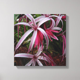 Koningin Emma's Paarse Crinum Lily Canvas Afdruk