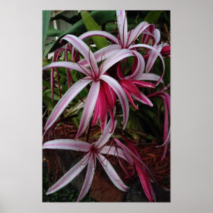 Koningin Emma's Paarse Crinum Lily Poster
