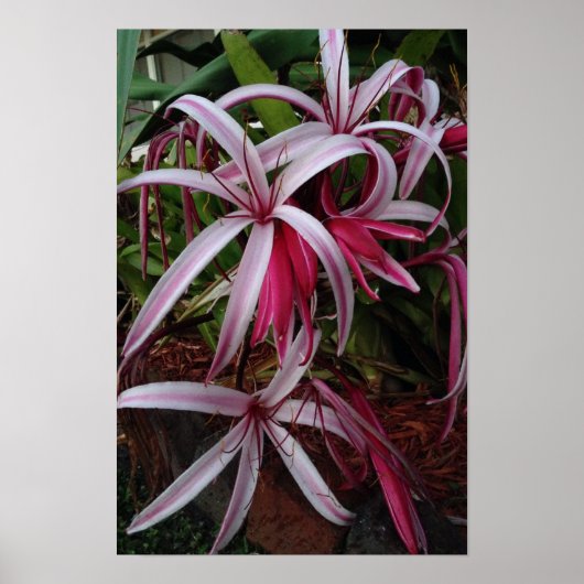 Koningin Emma's Paarse Crinum Lily Poster (Voorkant)