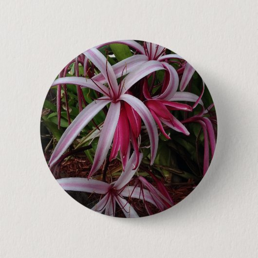 Koningin Emma's Paarse Crinum Lily Ronde Button 5,7 Cm (Voorkant)
