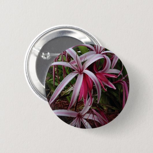 Koningin Emma's Paarse Crinum Lily Ronde Button 5,7 Cm (Voorkant /achterkant)