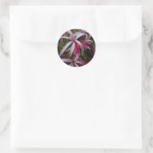 Koningin Emma's Paarse Crinum Lily Ronde Sticker (Tas)