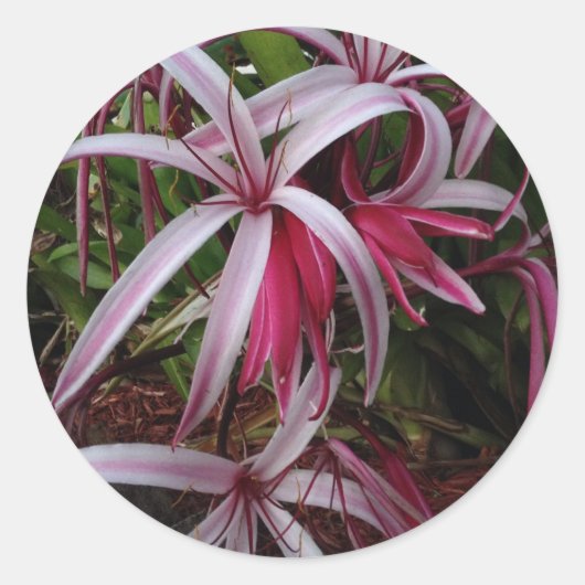 Koningin Emma's Paarse Crinum Lily Ronde Sticker (Voorkant)
