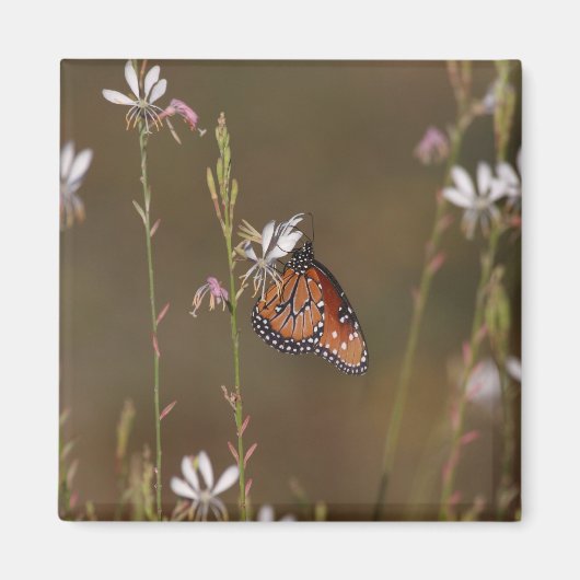 koningin en molenroos magneet (Voorkant)