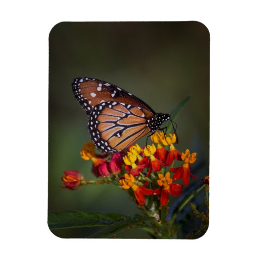 Koningin op tropische moosenkroos magneet (Verticaal)