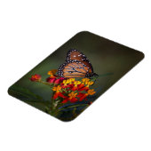 Koningin op tropische moosenkroos magneet (Linkerzijde)