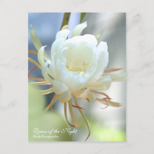 Koningin van de nacht :Briefkaart Briefkaart