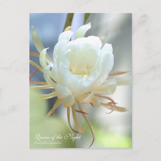 Koningin van de nacht :Briefkaart Briefkaart (Voorkant)