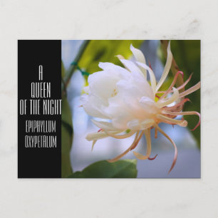 Koningin van de nacht :Briefkaart Briefkaart
