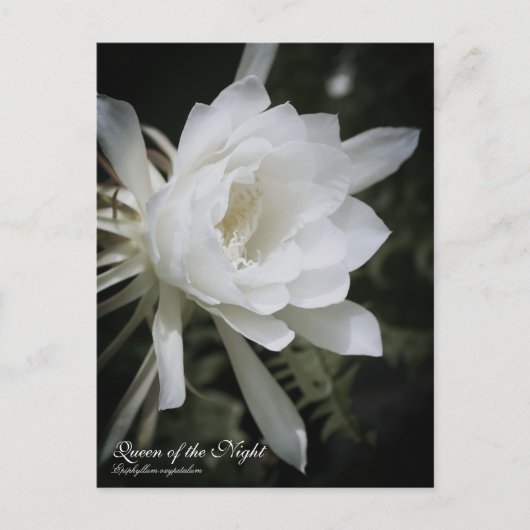 Koningin van de nacht :Briefkaart Briefkaart (Voorkant)