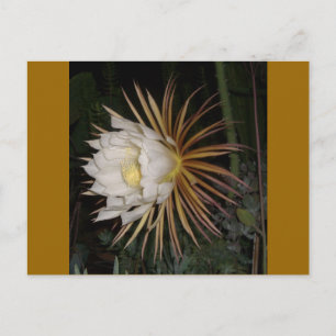 Koningin Van De Nacht Cactus Bloem Briefkaart