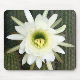Koningin Van De Nacht Cactus Bloem, Karoo Regio Muismat