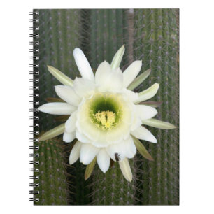 Koningin Van De Nacht Cactus Bloem, Karoo Regio Notitieboek