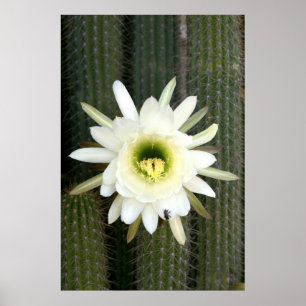 Koningin Van De Nacht Cactus Bloem, Karoo Regio Poster
