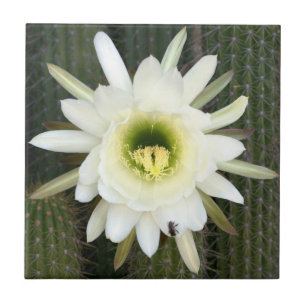 Koningin Van De Nacht Cactus Bloem, Karoo Regio Tegeltje