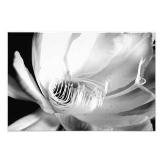 Koningin van de nacht in het zwart-wit foto afdruk