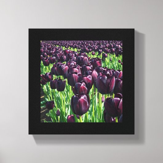Koningin van de Nacht Tulpen Canvas Afdruk (Voorkant)