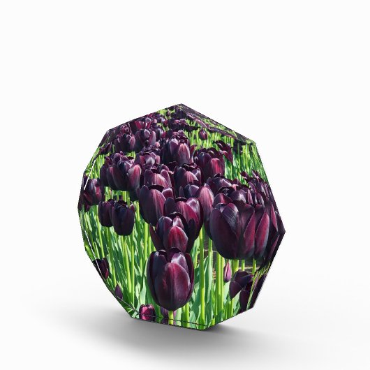 Koningin van de Nacht Tulpen Fotoblokken (Rechts)