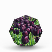 Koningin van de Nacht Tulpen Fotoblokken (Voorkant)