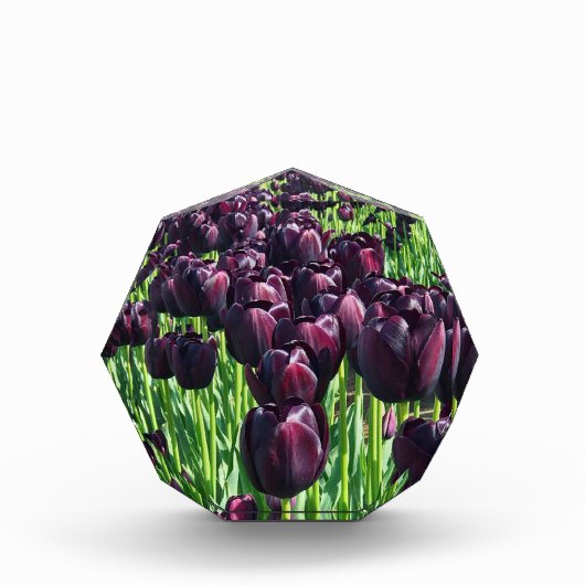 Koningin van de Nacht Tulpen Fotoblokken (Voorkant)