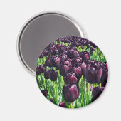 Koningin van de Nacht Tulpen Magneet (Voorkant / Achterkant)