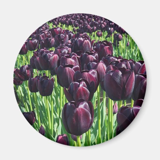 Koningin van de Nacht Tulpen Magneet (Voorkant)