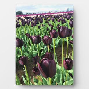 Koningin van de Nacht Tulpen, Oregon Fotoplaat