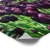 Koningin van de Nacht Tulpen Poster (Hoek)