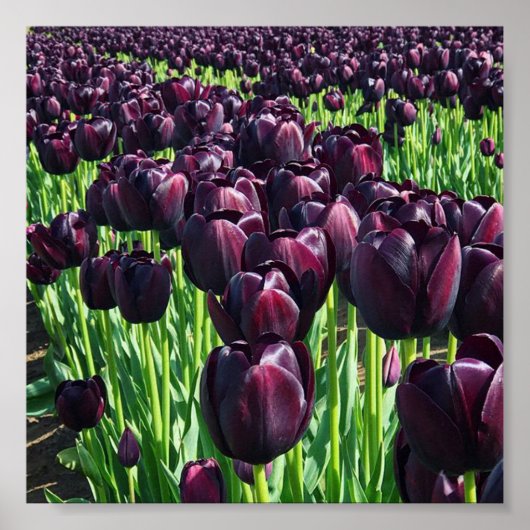 Koningin van de Nacht Tulpen Poster (Voorkant)