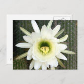 koningin van de nachtslagerij in Karoo Briefkaart (Voorkant / Achterkant)