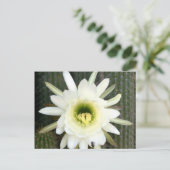 koningin van de nachtslagerij in Karoo Briefkaart (Staand voorkant)