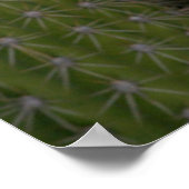 koningin van de nachtslagerij in Karoo Poster (Hoek)