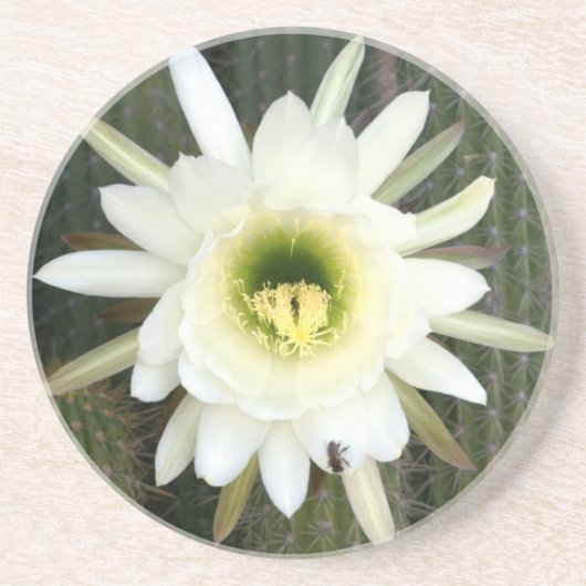 koningin van de nachtslagerij in Karoo Zandsteen Onderzetter (Voorkant)