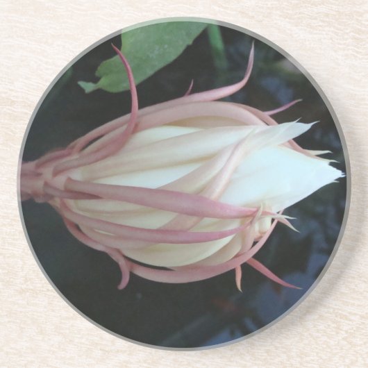 Koningin van de Night epiphyllum Zandsteen Onderzetter (Voorkant)