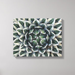 Koningin Victoria agave, afwisselend Canvas Afdruk