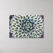 Koningin Victoria Agave, witte vorm Canvas Afdruk (Voorkant)