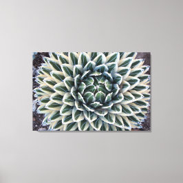 Koningin Victoria Agave, witte vorm Canvas Afdruk