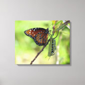 Koningin Vlinder en Monarch Caterpillar Canvas (Voorkant)