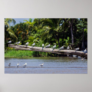 Koninginnenlampen, estuarium van de Tortuguero-riv Poster