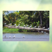 Koninginnenlampen, estuarium van de Tortuguero-riv Raamsticker (Vel 3)