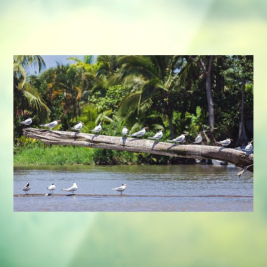 Koninginnenlampen, estuarium van de Tortuguero-riv Raamsticker (Vel 3)