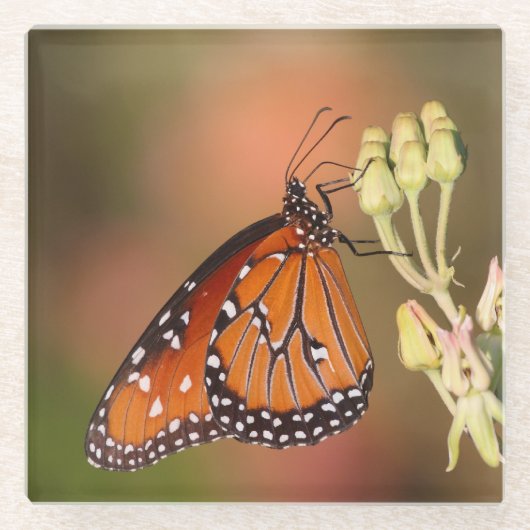 Koninginnenvlinder op een tak glazen onderzetter (Voorkant)