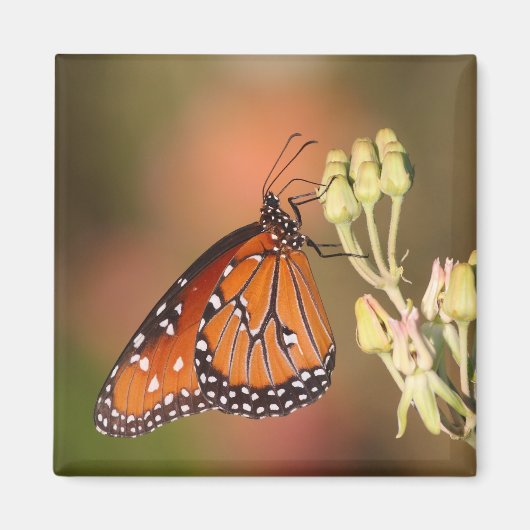 Koninginnenvlinder op een tak magneet (Voorkant)