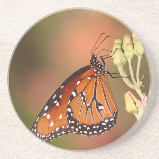 Koninginnenvlinder op een tak zandsteen onderzetter (Voorkant)