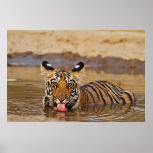 Konings tijgerwelp drinkend water poster