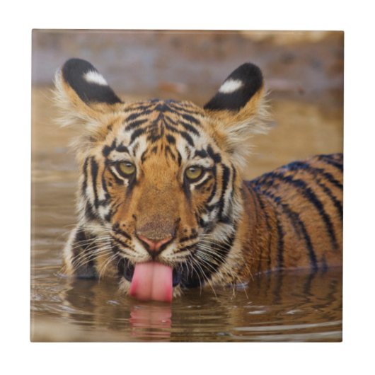 Konings tijgerwelp, drinkend water tegeltje (Voorkant)