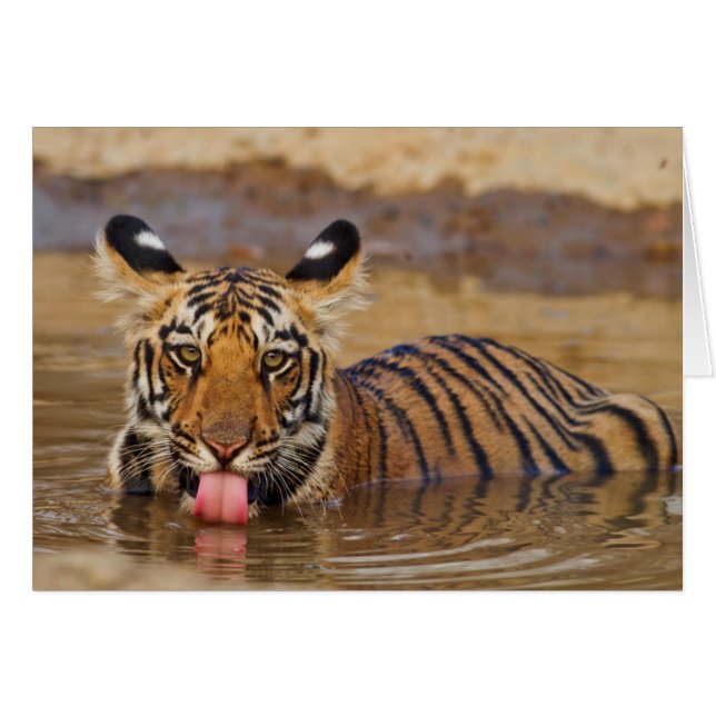 Konings tijgerwelp, water drinkend (Voorkant Horizontaal)